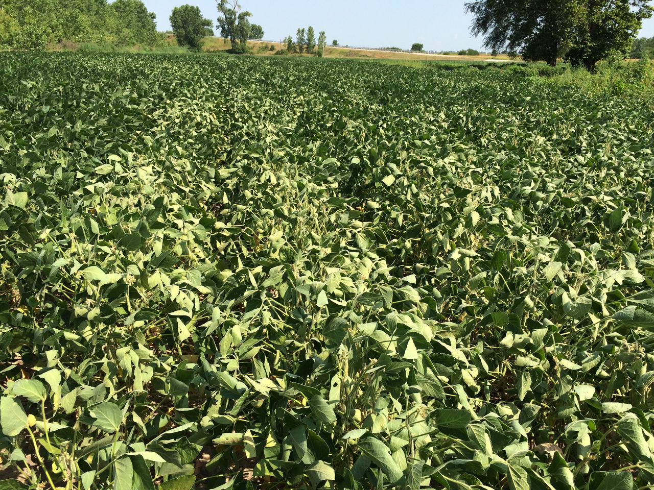 Figure 1. Plants showing charcoal rot foliar symptoms. 