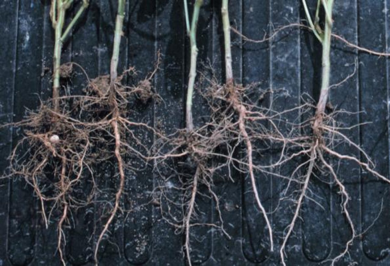 Soybean plants with light green foliage displayed few nodules