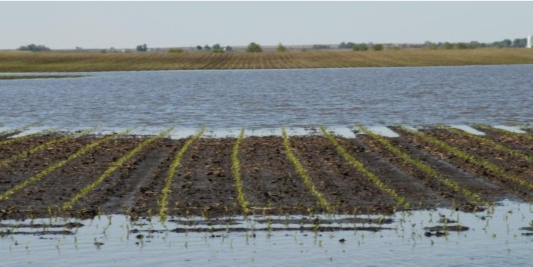 Figure 1. Early season flooding in corn.