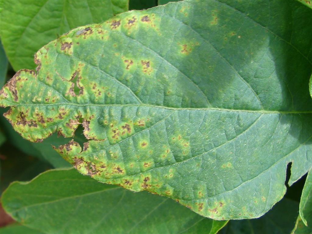 Pseudomonas syringae pv. glycinea, Bacterial Blight Soybean