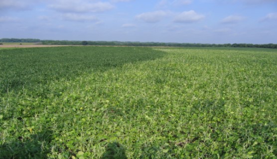  Figure 1. Nitrogen deficient soybean plants on right in contrast to nitrogen sufficient plants on left where previous soybean crop was planted. Picture courtesy of Dr. Stewart Duncan, Kansas State University.