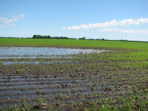 Flooded soybean field