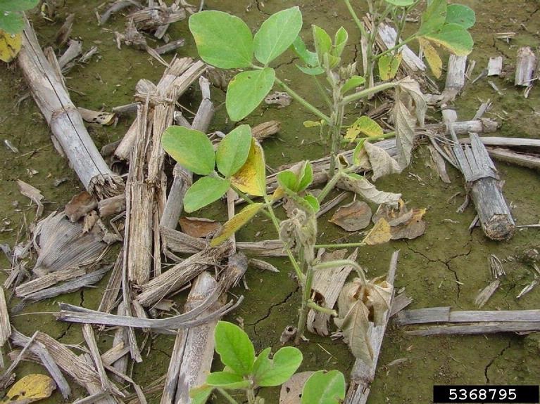 Close-up of plants with sudden oxygen starvation due to heavy rainfall followed by relatively high temperatures.