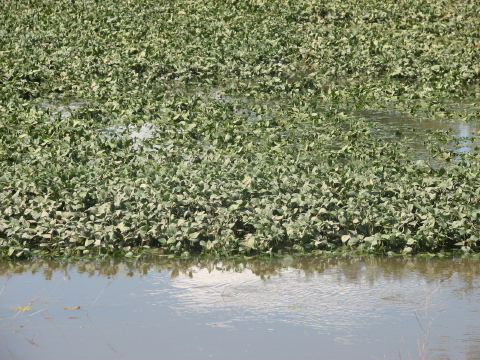 Figure 1. Partially submerged plants have an increased chance of survival compared to completely submerged plants.