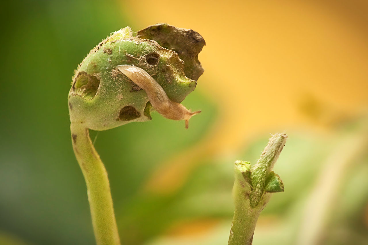 Gray garden slug attacking soybean