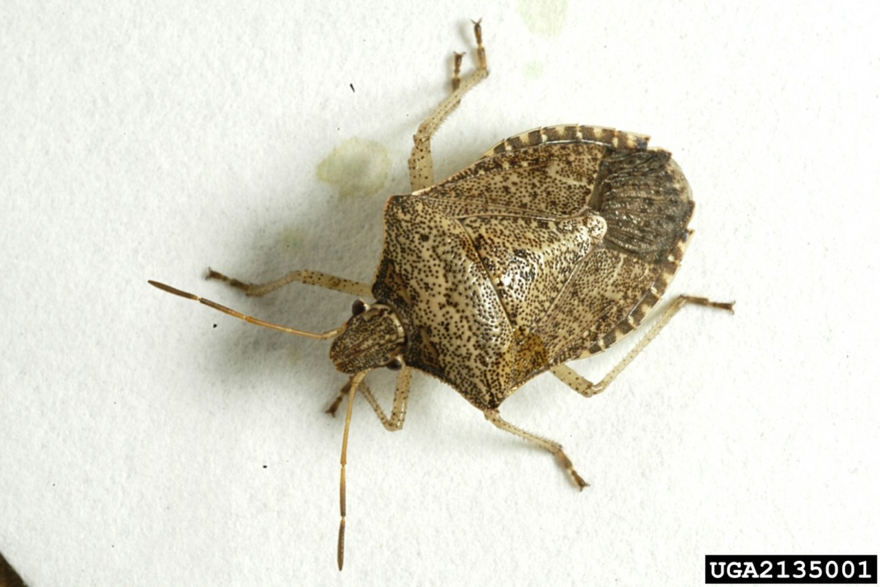 Brown stink bug, Herb Pilcher, USDA Agricultural Research Service, Bugwood.org. 