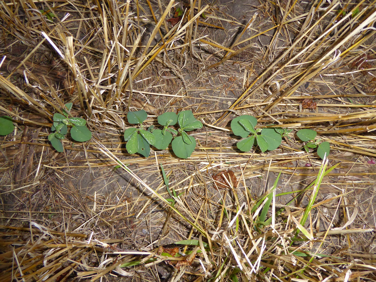 Double crop soybean seedlings emerging in wheat stubble